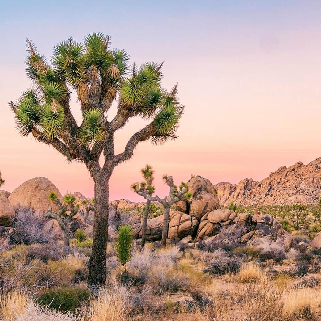 Lonely Planetのインスタグラム：「Native to the Mojave Desert, the twisted, spiky Joshua tree is actually a succulent called Yucca brevifolia, and it takes many different forms.   Find out what California is doing to make sure the iconic Joshua trees stay around. Tap the link in our bio.」