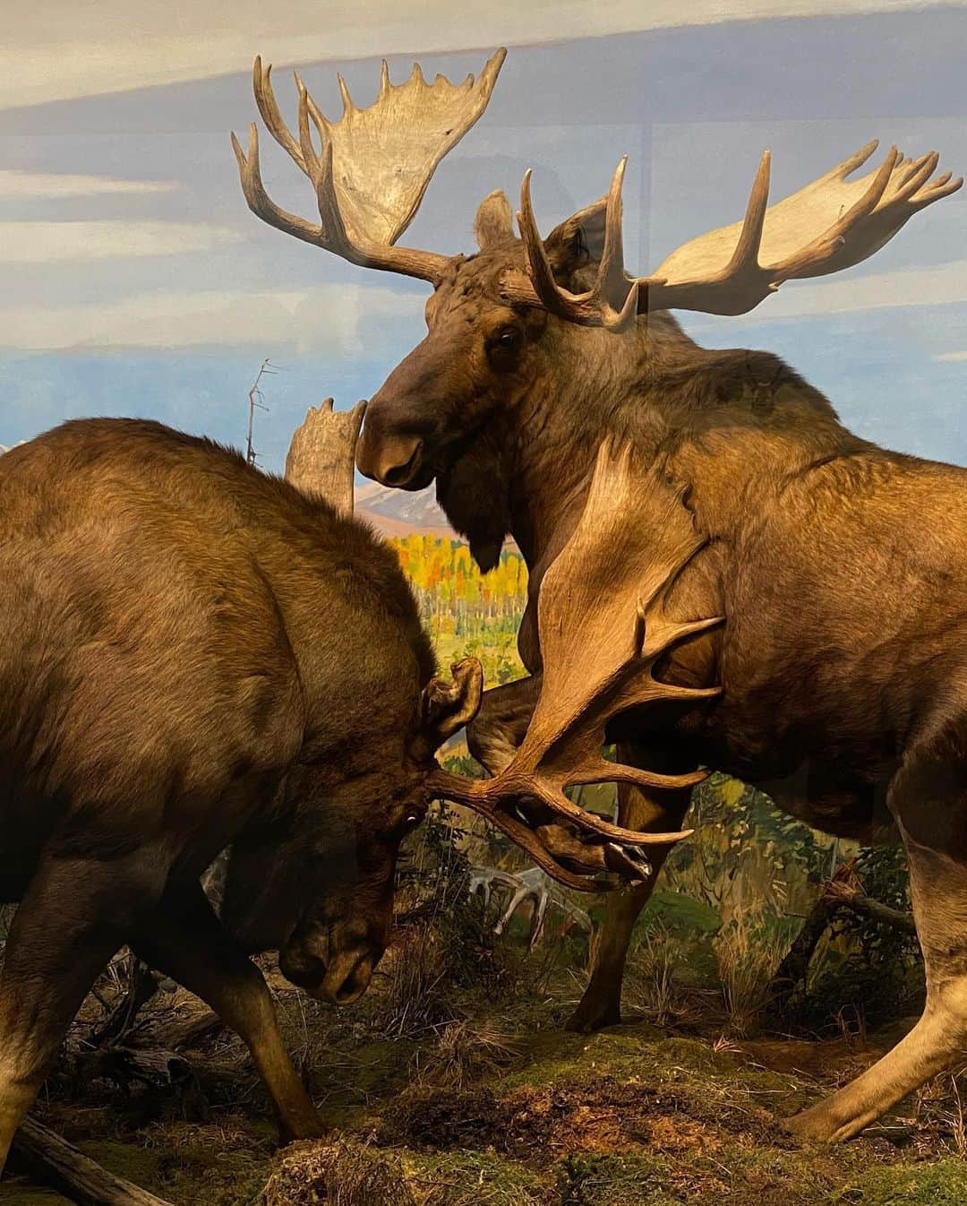 Robert Clarkさんのインスタグラム写真 - (Robert ClarkInstagram)「One of my  favorite places in #NYC American Museum of Natural History #HallofNorthAmericanMammels. #AMNH #AlaskanBrownBear」10月3日 7時17分 - robertclarkphoto
