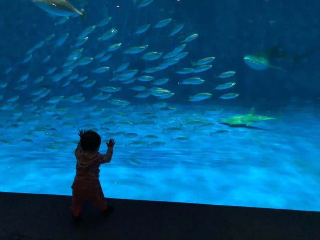 北﨑千香子のインスタグラム：「かごしま水族館🐟 よちよち歩きのふたりと一緒に👣 イルカのショーには、おおー！と手をあげたり、何より、この魚の大群に興奮してよだれ垂らしながら水槽にくっついてた息子🤤🍴笑 ＊ これまで何度もデートしてきたんだけど、遠方に住んでるしお互い仕事復帰したらなかなか会えなくなるねって話しながら…息子思い溢れて壁ドン❣️通り越してもう完全に寄っかかってた。笑（すかさず子育てで鍛えた剛腕な片手でレディーに何かあってはとサポートするわたしの手😂←） ＊ 鹿児島帰ってきたらまた会おう☺️💗💕 ＊ あ、かごしま水族館には授乳室&おむつ替えスペースはもちろん、キッズスペースもあるんですよー🗣（いまはコロナで利用停止になってました） よちよち歩き期に助かるベビーカーのお預かりも貸し出しもあるので、今日は歩きそうだぞ？てなったら受付で預けてもらえるのも嬉しい☺️ ＊ #かごしま水族館 #鹿児島子連れ #チャリエン仲間👼 （写真は自粛。笑） #鹿児島子連れ #鹿児島ママ #鹿児島 #水族館 #男の子ママ #よちよち歩き」