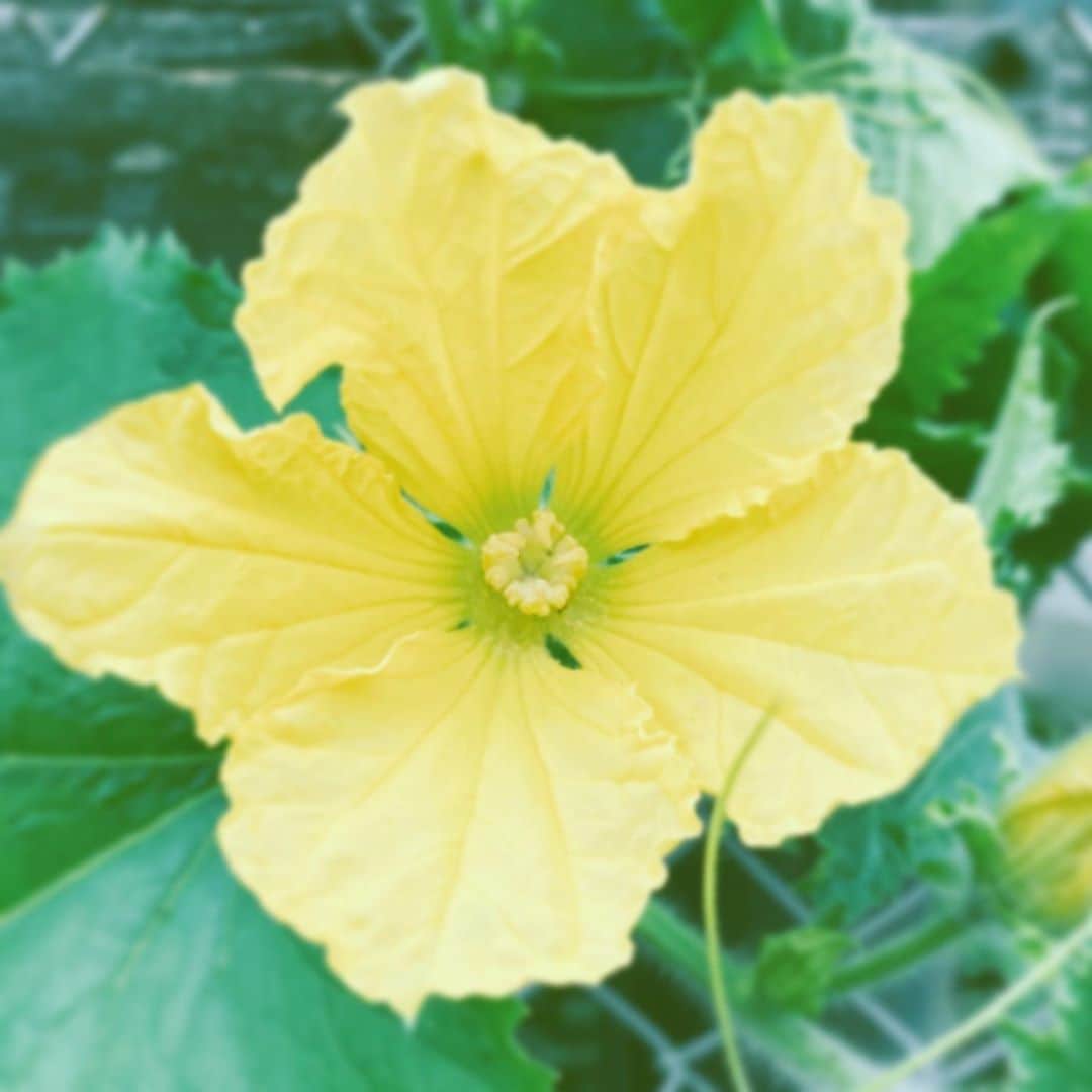 中野敬久さんのインスタグラム写真 - (中野敬久Instagram)「#flower #flowersoflife #yellow #hope #hechima」10月3日 7時50分 - hirohisanakano