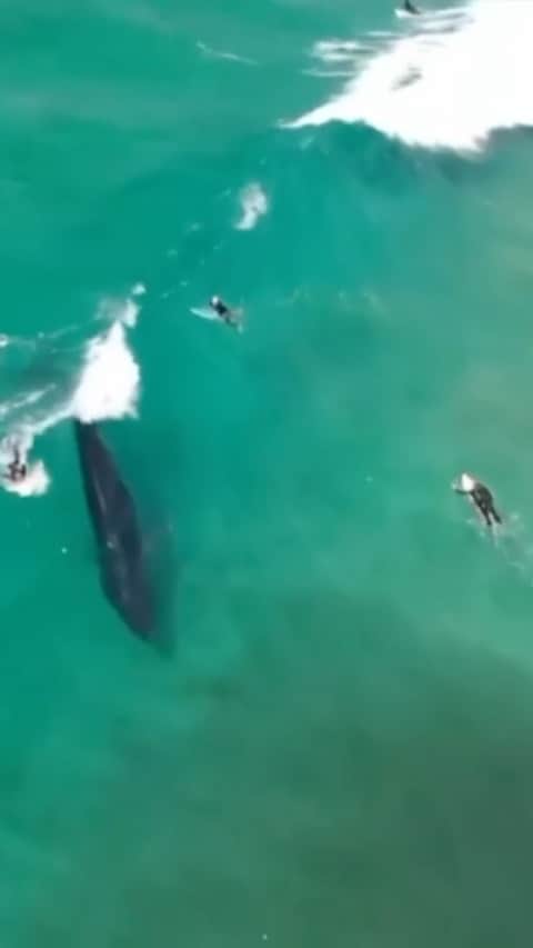 ケーシー・ストーナーのインスタグラム：「Posted @withregram • @9newsgoldcoast A pair of minke whales has been filmed catching waves and chasing bait fish at Seven Mile Beach near #LennoxHead.  The footage has even left the experts in awe. #9News」