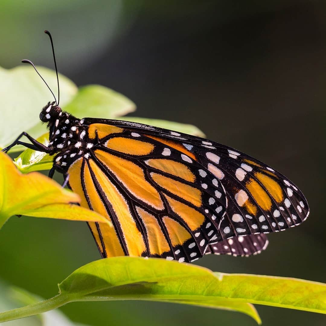 San Diego Zooさんのインスタグラム写真 - (San Diego ZooInstagram)「Fun facts about the great monarch migration:  Monarchs are the only butterflies known to make a two-way migration like birds do  They travel between 50-100 miles/day  It can take up to 2 months to complete their journey  Scientists believe the magnetic pull of the earth and position of the sun help guide monarchs throughout their migration  There are 2 populations of migratory monarchs: Western monarchs range west of the Rocky Mountains and overwinter in coastal CA, and eastern monarchs range east of the Rockies and overwinter in Central Mexico  Monarchs cuddle in clusters to stay warm during winter  We're proud to support this magnificent journey by partnering with the AZA SAFE North American Monarch program. Click the link in our bio to see how you can help these precious pollinators over the next few weeks.  #PlayitSAFE #SAFEMonarchs #FeedTheMigration #SavingSpecies」10月3日 8時00分 - sandiegozoo