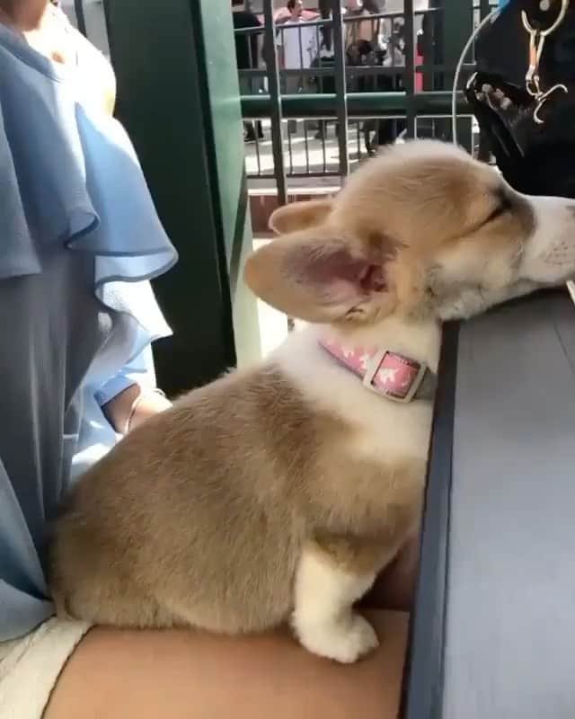 The Critter Havenのインスタグラム：「Sleepy mood Video by @lychee_the_corgi  #TheCritterHaven」