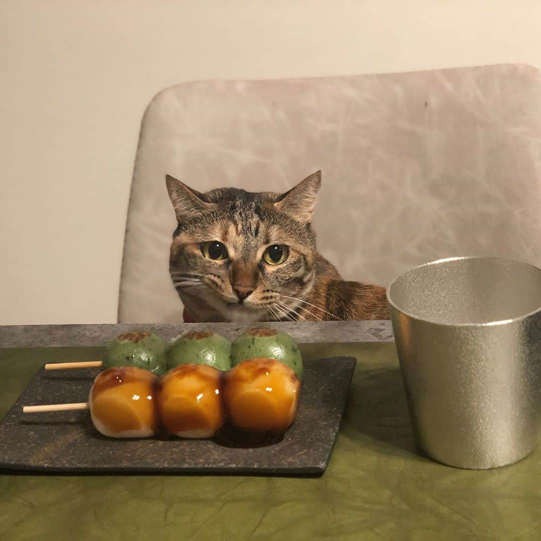 福田多希子さんのインスタグラム写真 - (福田多希子Instagram)「🌕🐈  #満月 #十六夜 #🌕 #キジトラ #キジトラ猫  #保護猫 #猫 #キジトラ女子部  #猫のいる暮らし  #🍡」10月2日 23時20分 - yomeponta