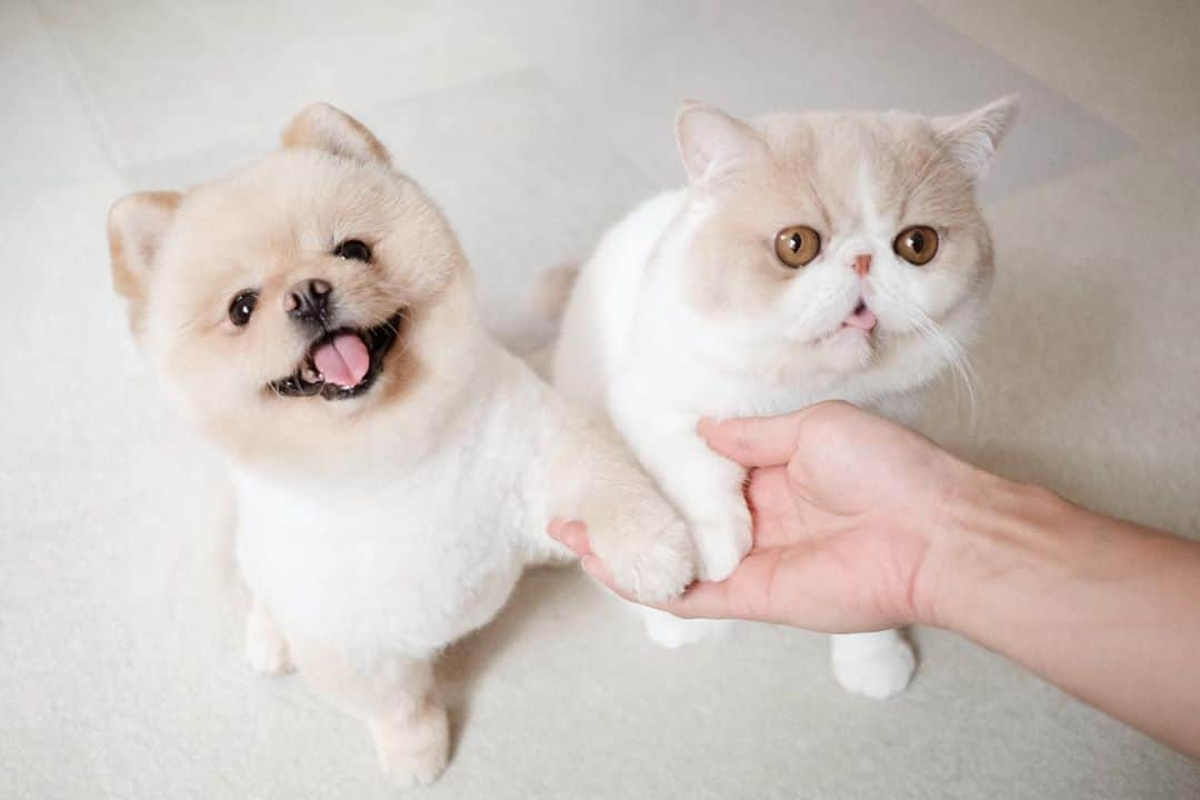 むじさまさんのインスタグラム写真 - (むじさまInstagram)「Give me please 🍬🍬 #mujisama #mumaru #cute #pomeranian #exoticshorthair #cat #catsofinstagram #dog #dogsofinstagram」10月2日 23時23分 - mujisama