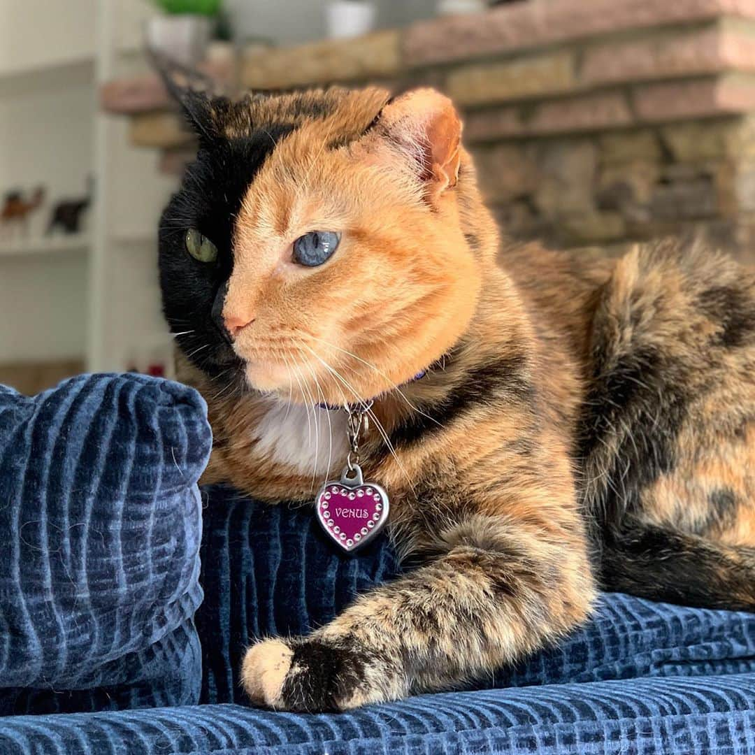 Venus Cat のインスタグラム：「Some people call it a couch or sofa....I call it my morning sun perch! ☀️☀️」