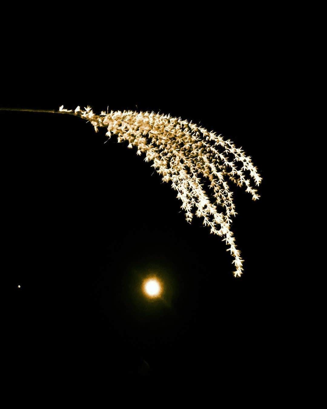 満島真之介さんのインスタグラム写真 - (満島真之介Instagram)「☆ 美しく輝く日々に向かって、 柔らかく優しい言葉を。愛と感謝を。  月の光と心地良い風の吹く はじまりの夜」10月2日 23時30分 - mitsushimax