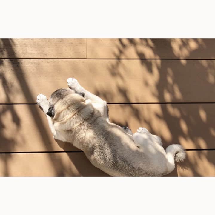 八兵衛のインスタグラム：「Hello October 🌿 * * *  #ほぼ黒パグ #おじいちゃん犬 #pug #puggy #puglife #puglove #petstagram #pugstagram #pugsofinstagram #pugs #dog #ふわもこ部  @igersjp #IGersJP #east_dog_japan #pecoイヌ部 #八兵衛 #はちべえ #sippoストーリー」