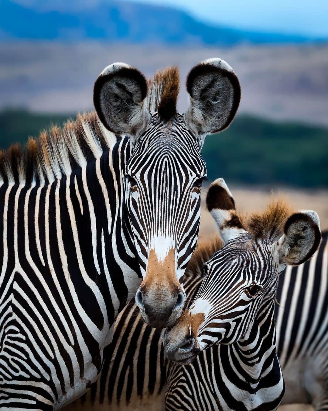 Discoveryさんのインスタグラム写真 - (DiscoveryInstagram)「The endangered Grevy's zebra and her baby in a sweet moment. Taken at Lewa, Kenya.  Caption + Photo: Yaron Schmid (@yswildlifephotography)  #zebra #stripesonstripes #babyanimals #endangeredspecies #wildlifephotography」10月2日 23時34分 - discovery