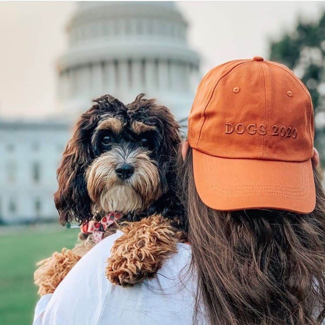 DogsOf Instagramのインスタグラム：「“Bark the vote 🐾 🇺🇸” writes @ladybirdthecavapoo   #dogsofinstagram」