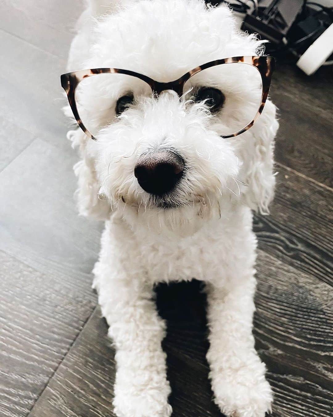Warby Parkerのインスタグラム：「@baobao.bichon has that #fridayfeeling for the weekend wearing Haley in Opal Tortoise 💁‍♀️🐶 rg @warbybarker」
