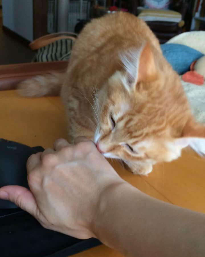 岡田屋鉄蔵のインスタグラム：「ナイスフレーメン！ さっきね、病院行くの嫌過ぎて放尿したナブさんの尿を受け止めたからね。良く洗ったんだけどね。臭うのか…そうか…」