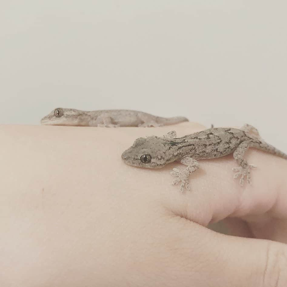 赤荻百華のインスタグラム：「野生のヤモリの赤ちゃん マイケルとジャクソン🦎 2か月くらいで倍になったよ❤︎ #ヤモリ  #reptile  #爬虫類女子」