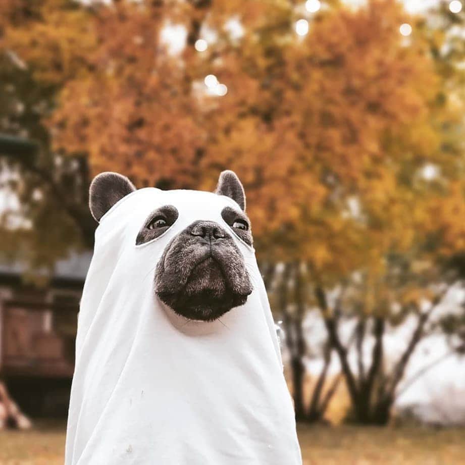French Bulldogさんのインスタグラム写真 - (French BulldogInstagram)「🧡🖤Five Freaky Frenchie Fridays🖤🧡 We are going to do a series of #freakyfrenchiefriday posts this month!!!🧙‍♀️Kicking it off is Pearl doin' her best #spooky #ghost 👻 from her tiktok photoshoot!📸 Our first tiktok that has really taken off! We are so proud of our #goodgirl 🥰 Stay tuned for more scares!😆 @the_frenchie_doots . . . . . . . . #frenchiesoct #dootscrew1 #frenchie #puppies #manitoba #frenchbulldog #puppylove #puppiesofinstagram #frenchies1 #cutestpuppy #frenchieoftheday #frenchbulldogsofinstagram #dogoftheday #frenchiefriends #featuremyfrenchie #frenchieuniverse #frenchieaddict #frenchietakeover #frenchiehomers #frenchieoftheday #buhi #squishyfacecrew #batpig #frenchiesofig #frenchiephotos #dailyfrenchie #halloween」10月3日 0時11分 - frenchie.world