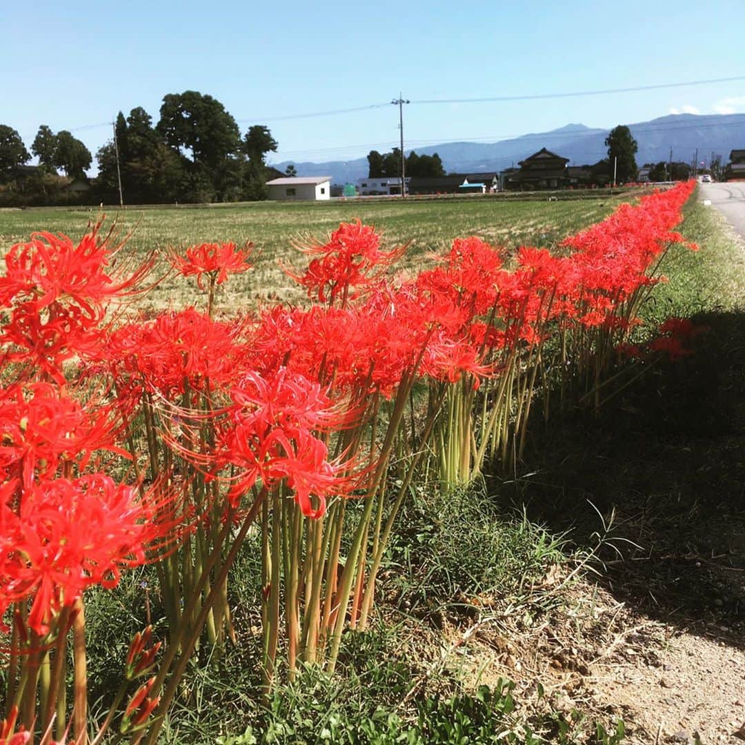 堀池真緒さんのインスタグラム写真 - (堀池真緒Instagram)「彼岸花を見に行ってきました🙋‍♀️ 田んぼの道沿いに鮮やかに咲いていました💋 それにしても写真が下手で悲しくなる…😂  #彼岸花 #ヒガンバナ #富山 #toyama #南砺市 #南砺 #彼岸花フラワーライン」10月3日 0時16分 - horiikemao