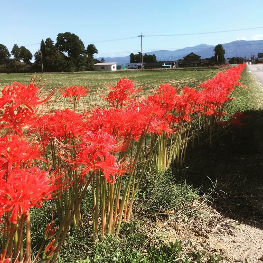 堀池真緒のインスタグラム：「彼岸花を見に行ってきました🙋‍♀️ 田んぼの道沿いに鮮やかに咲いていました💋 それにしても写真が下手で悲しくなる…😂  #彼岸花 #ヒガンバナ #富山 #toyama #南砺市 #南砺 #彼岸花フラワーライン」
