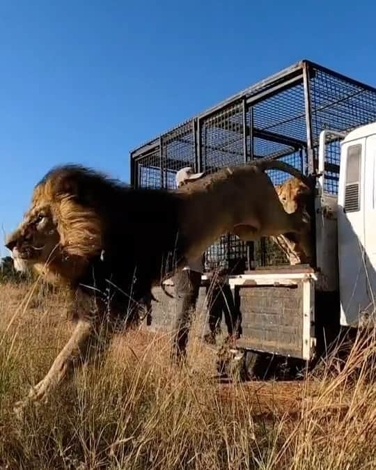 Kevin Richardson LionWhisperer のインスタグラム