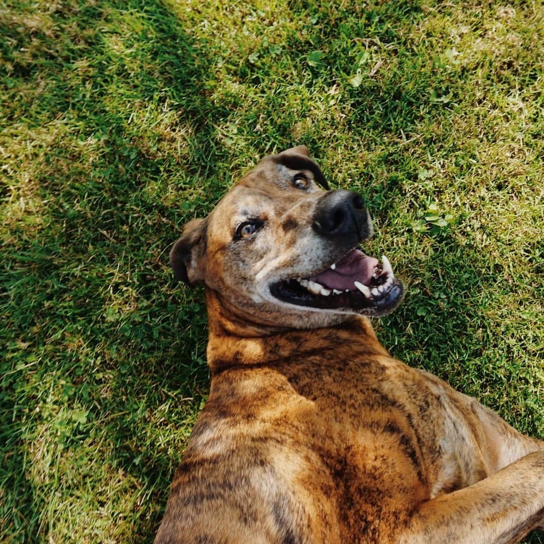 Emily McCrackenのインスタグラム：「B’s derpiest Fri-yay face. #muttadventures」