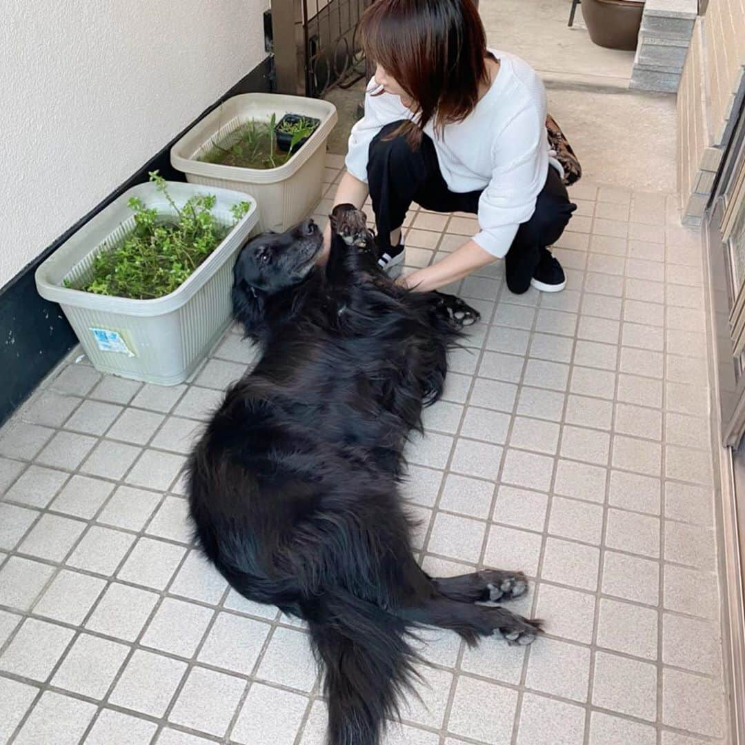 深瀬智聖さんのインスタグラム写真 - (深瀬智聖Instagram)「🧡🧡My family🧡🧡 🐕‍🦺🐾  いつもは派手に飛び蹴りでお出迎えだけどw🤣 今日はずっと甘えん坊だった！！！！🥺🐾  #フラットコーテッドレトリバー  #family #dog #dogs #flatcoatedretriever  #先輩 #dogstagram」10月3日 0時28分 - chiseifukase