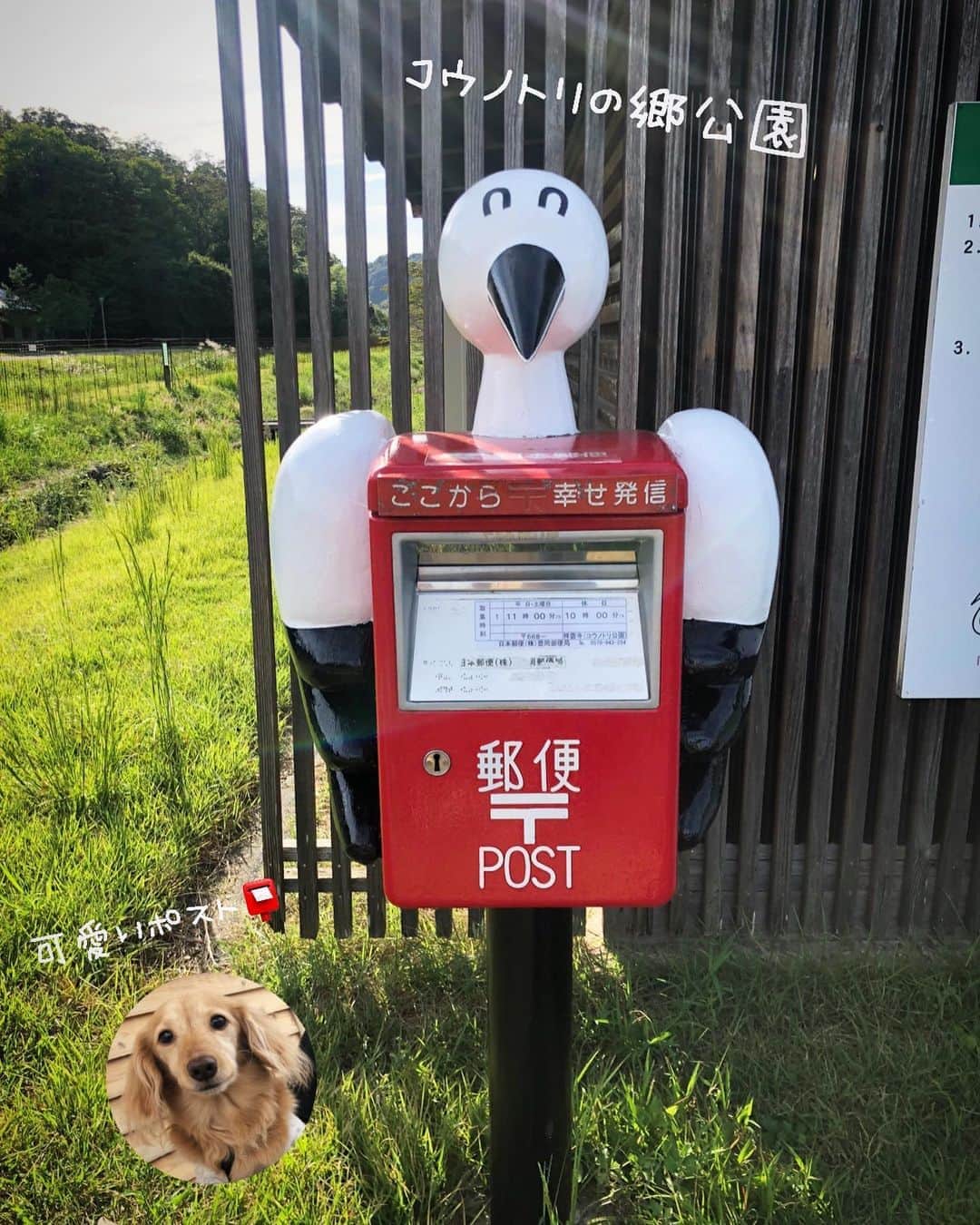 チズさんのインスタグラム写真 - (チズInstagram)「但馬の小京都 出石へ🕰 歴史的な町並みが広がる 小さな城下町🏯 ゆるやかな時間の流れに 心満たされたぁ❤️  #犬なし旅 #兵庫県#出石城下町 #豊岡 #辰鼓楼 #時計台#芝居小屋 #永楽館#コウノトリの郷公園  #出石そば#出石観光  #Mダックス#ダックス#ミニチュアダックス #親父犬#シニア犬#ミニチュアダックスフンド #ミニチュアダックスクリーム#短足部 #短足犬#カニンヘンダックス #ダックス14歳#カニンヘンダックスフンド#犬は家族#犬のいる生活#シニアライフ#インスタでわんこみるのが日課 ♡♡」10月3日 0時45分 - sqi.chizu