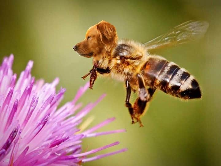 アニマルプラネットさんのインスタグラム写真 - (アニマルプラネットInstagram)「It’s a barken-bee! Or a bumble-bark…? What would you call this critter?  Image courtesy of @chriscolfer. #freakyfriday #pictureoftheday . . . . . . . . #dog #cat #caterpillar #fly #snail #weird #animalplanet #photoshop #chriscolfer #glee #animalhybrids #photosoftheday」10月3日 1時17分 - animalplanet