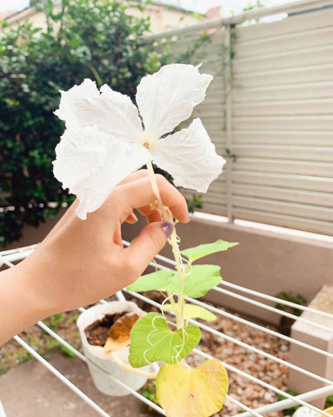 きさのインスタグラム：「花が咲くとうれしい ひょうたん」