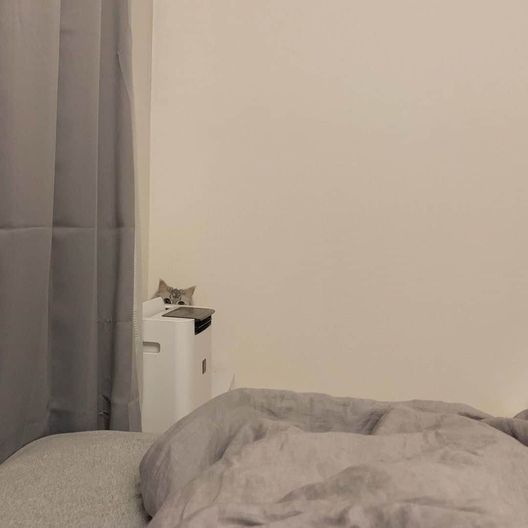 朱音のインスタグラム：「見えてますよ。  #ねこのいる生活 #サイベリアン #catlife #siberiancat」