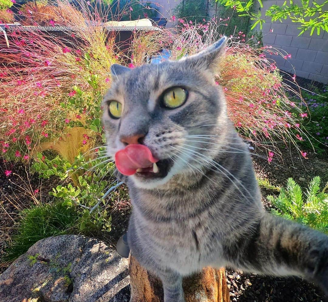 マニーさんのインスタグラム写真 - (マニーInstagram)「👅 have a good weekend #GoPro #SelfieCat」10月3日 1時44分 - yoremahm