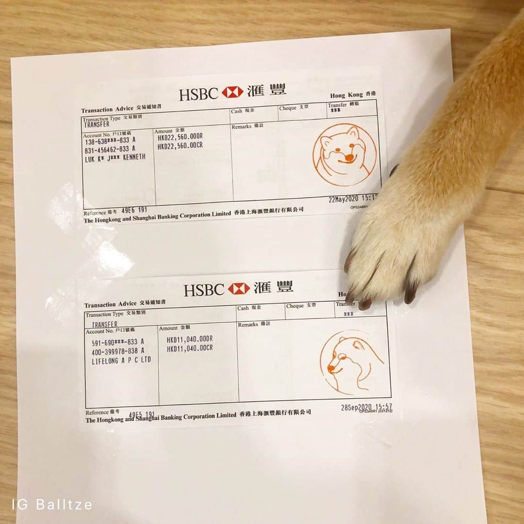 Balltze My name is Ballさんのインスタグラム写真 - (Balltze My name is BallInstagram)「Waaaaaa our second animals charity donations has given to @lap.org.hk  All the 100% Good Boi T-shirt proceed will be donate to animal rescue organisation in Hong Kong. And do u like my good boi stamps?  Link in bio #balltze #fat96 #nomnomnomclub #yos #cheems」10月3日 1時49分 - balltze