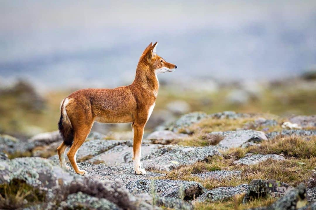 Rylaiさんのインスタグラム写真 - (RylaiInstagram)「This is not a picture of what comes to mind when most people think of a “wolf”. The Ethiopian wolf is a very ancient wolf and is not categorized as Canis lupus as the grey wolf is.  It is one of the most endangered canids that exists. .  An alert Ethiopian wolf perfectly shows off the characteristics of the species - long slender legs, sharp white markings and, of course, that striking red coat.  Photo by Will Burrard-Lucas . . . . #foxyfridayfactoid #ethiopeanwolf #wolf #conservation #canids #unique #facts #learning #sandiego #support #ancient」10月3日 2時12分 - jabcecc