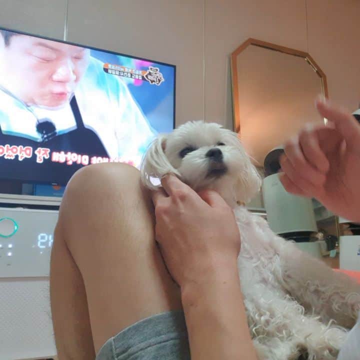 ホ・ジョンミンのインスタグラム：「#개롭힘 #순둥이 #개자식」