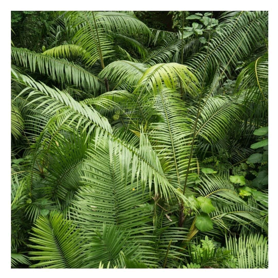 Stop The Water While Using Me!さんのインスタグラム写真 - (Stop The Water While Using Me!Instagram)「Breathe in, breathe out.  Happy weekend folks! #welcometothejungle #weekendvibes #friyay #plantsofinstagram #green #inyourface #stopthewaterwhileusingme #regram inspired by #pexels」10月3日 2時07分 - stopthewater