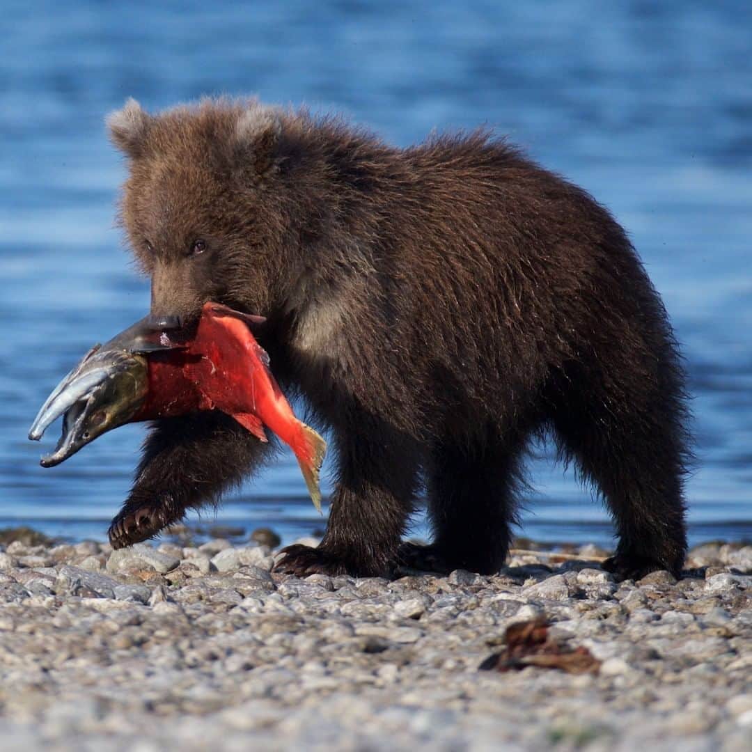 Discoveryさんのインスタグラム写真 - (DiscoveryInstagram)「It's time to celebrate #FatBearWeek! This not so little grizzly cub is filling up on sockeye salmon to pack on some serious pounds in preparation for winter hibernation.   Head over to our stories to meet the bears of @katmainpp then vote for this year's @fatbearweek champion. 🐻☑️ #FridayFieldTrip  Photo: Greg Piper (@gregpiperarts)  #bears #alaskalife #natureismagic #winteriscoming」10月3日 2時09分 - discovery