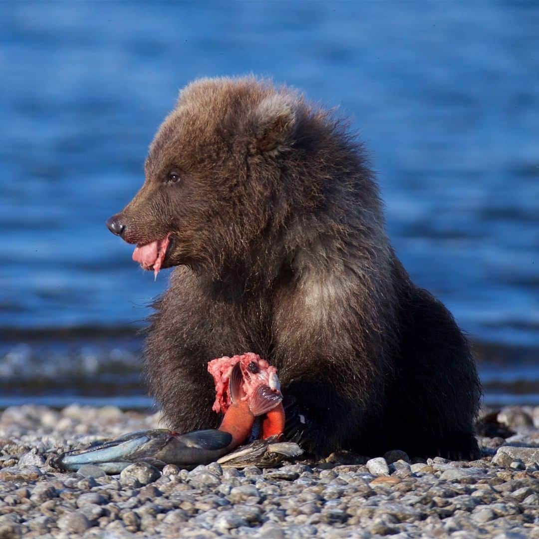Discoveryさんのインスタグラム写真 - (DiscoveryInstagram)「It's time to celebrate #FatBearWeek! This not so little grizzly cub is filling up on sockeye salmon to pack on some serious pounds in preparation for winter hibernation.   Head over to our stories to meet the bears of @katmainpp then vote for this year's @fatbearweek champion. 🐻☑️ #FridayFieldTrip  Photo: Greg Piper (@gregpiperarts)  #bears #alaskalife #natureismagic #winteriscoming」10月3日 2時09分 - discovery