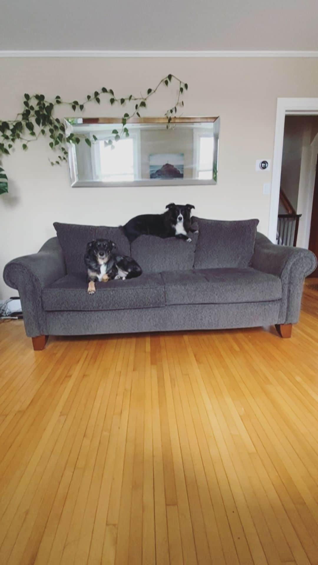 Emily McCrackenのインスタグラム：「Rainy fall days spent on the couch. #muttadventures #weekendvibes」