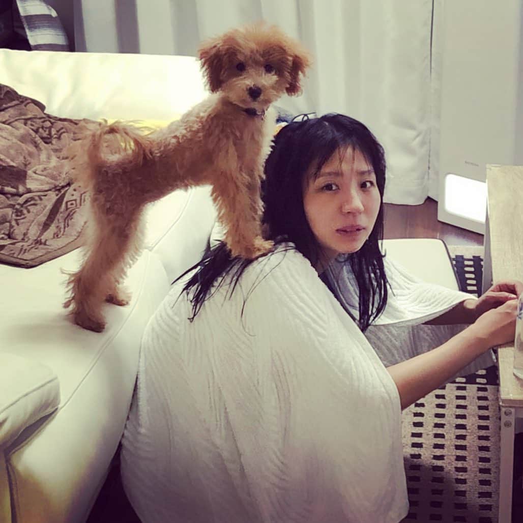 古川未鈴さんのインスタグラム写真 - (古川未鈴Instagram)「お風呂上がりの私とぱむ  #dog #チワプー #ぱむ」10月3日 2時41分 - furukawamirin