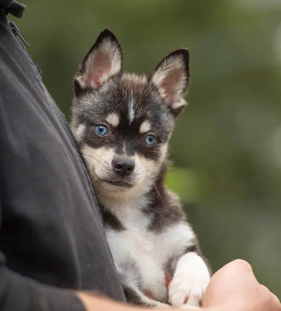 Puppy For Sale.さんのインスタグラム写真 - (Puppy For Sale.Instagram)「Black and white blue-eyed boy of Alaskan Klee Kai❤️ ⠀ Черно белый голубоглазый мальчик аляскинского кли кая 🥰 ⠀ ___ ⠀ Больше информации вы можете получить, написав в Директ и на личном сайте питомника www.artsimpatiya.ru Пройдя по ссылке в профиле😊 ⠀ Следите за нашими обновлениями и подписывайтесь👇 @alaskan_klee_kai   #kleekai #alaskankleekai #puppykleekai #кликай #аляскинскийкликай #kleeksipuppy#puppyalaskankleekai #kleekaisofinstagram  #alaskankleekais #kleekaiofinstagram #alaskankleekaipuppy #minihusky #minihuskypuppy #akkaoa #kleekailove #kleekailife」10月3日 2時41分 - artsimpatiya