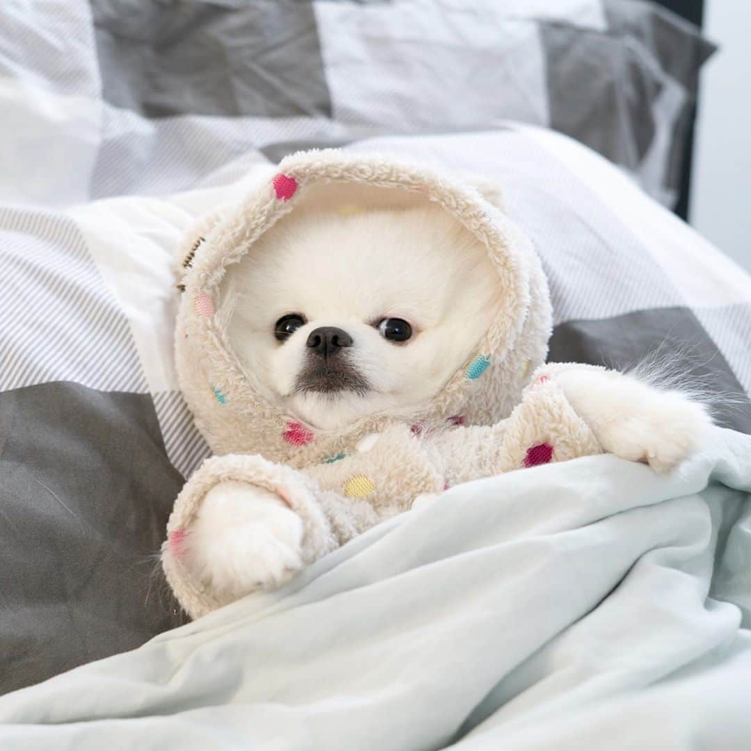 Mochi the Orkyehさんのインスタグラム写真 - (Mochi the OrkyehInstagram)「When someone wakes you up from your beauty sleep 😒 #mood」10月3日 3時10分 - orkyeh
