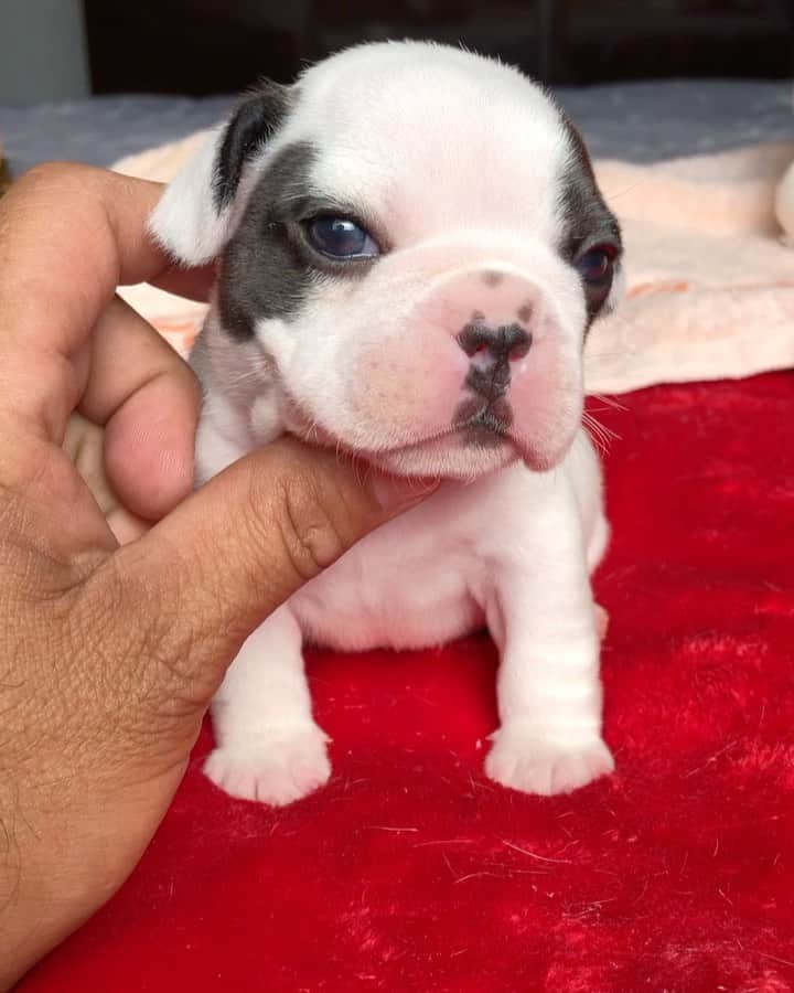 Regeneratti&Oliveira Kennelのインスタグラム：「Awy sleepy baby so cute 💞💞💞 #frenchie #cutepuppy #sleepy #friday #socute #frenchbulldog #bulldog #comfy」