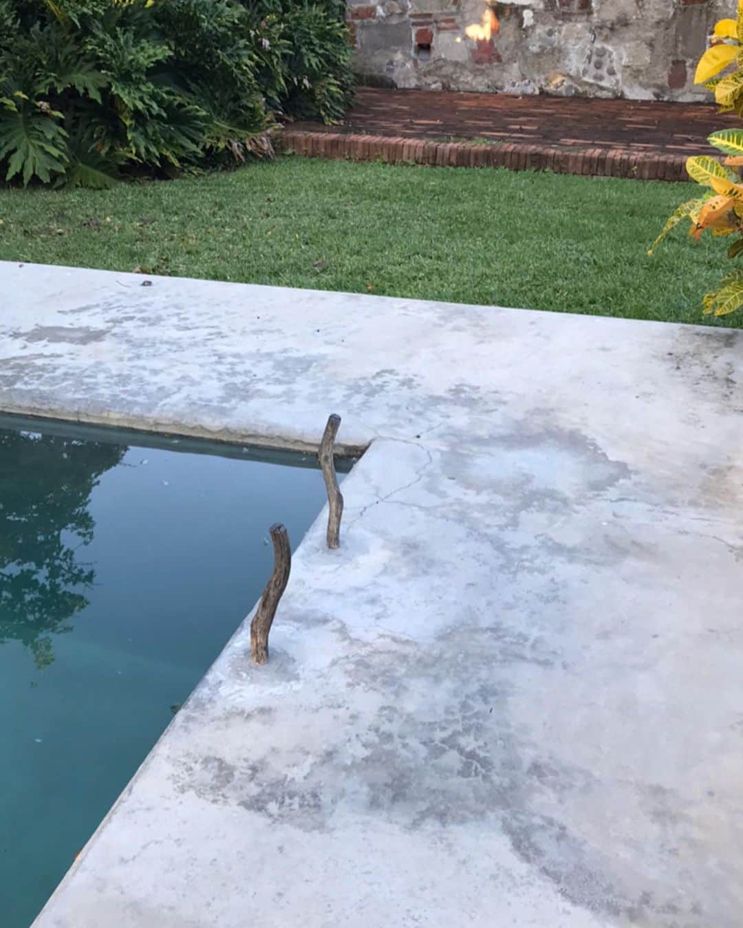 トームさんのインスタグラム写真 - (トームInstagram)「2 pools, 1 coconut (grove) @maisoncouturier」10月3日 5時36分 - tomenyc