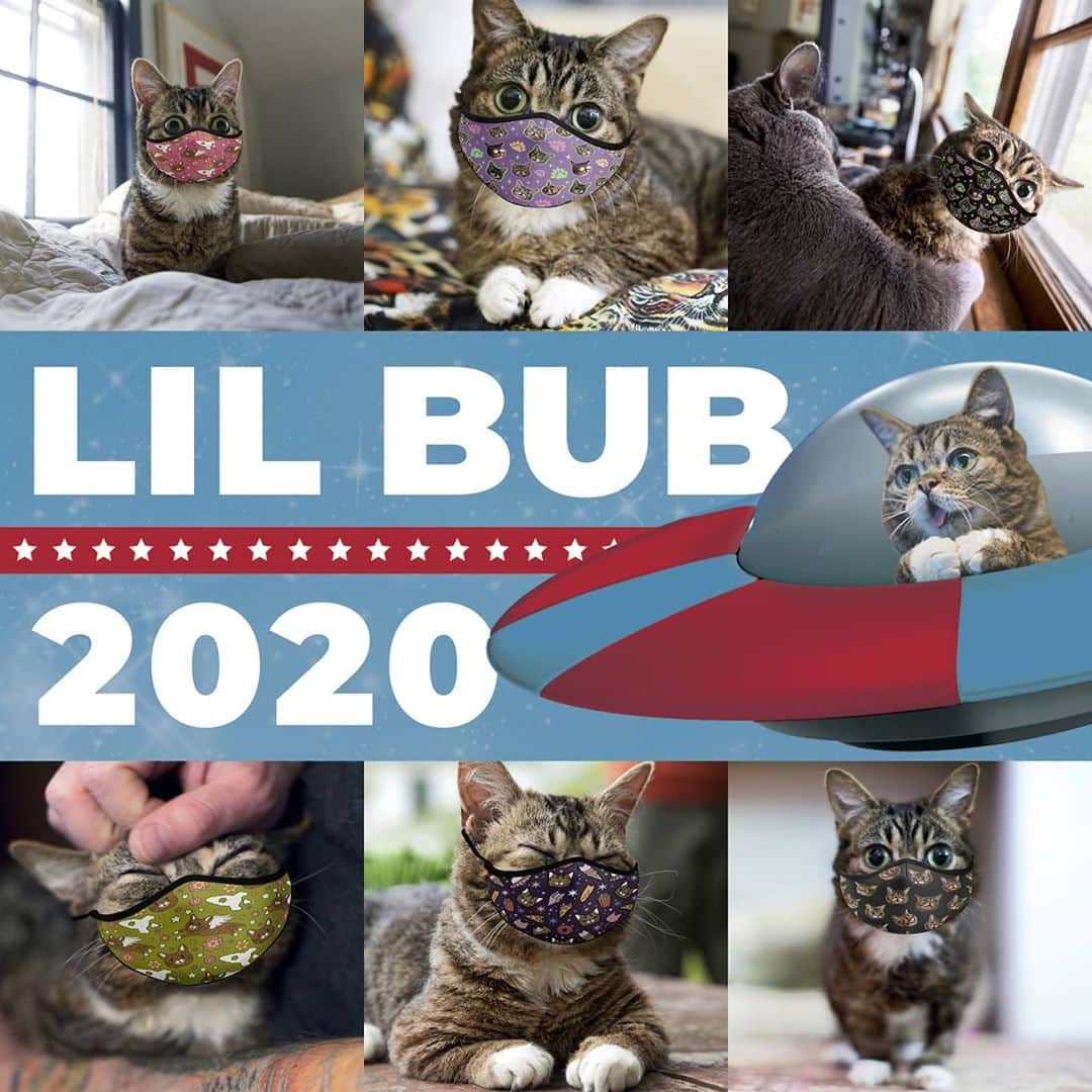Lil BUBさんのインスタグラム写真 - (Lil BUBInstagram)「Treat yourself while keeping yourself healthy and helping special needs with these New/Better BUB Face Masks and BUB for President 2020 BUBmper Stickers. Available at the link in our bio (www.lilbub.com/store)  The BUB STORE is our main source of fundraising for our non-profit, Lil BUB’s Big FUND for Special Needs Pets. We appreciate your support! #bestjobbub #bubstuff #lilbub」10月3日 5時36分 - iamlilbub