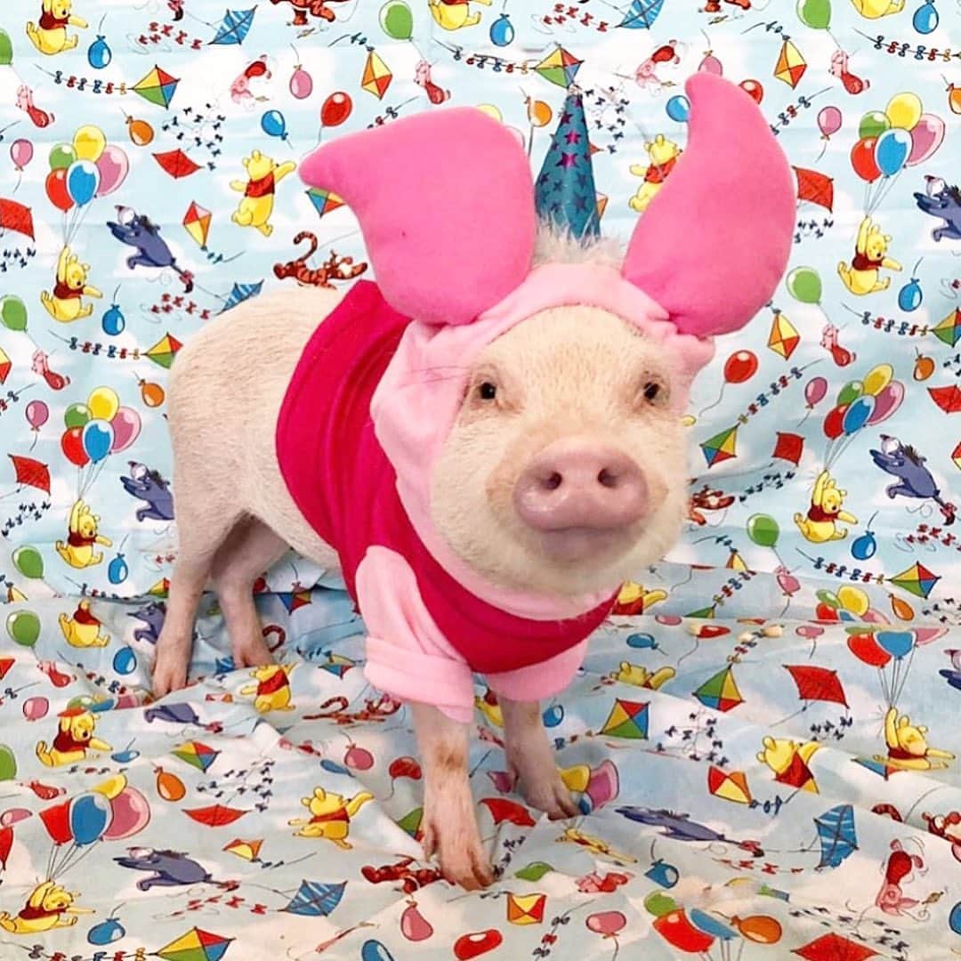 Priscilla and Poppletonさんのインスタグラム写真 - (Priscilla and PoppletonInstagram)「Reposting because Penn was sad no one was guessing his party theme like they do for me and Pop. Come on guys, play along...Flashback Friday to Penn’s first birthday. Our favorite little “Piglet” is turning THREE this weekend. Any guesses what kind of party he is having this year?🐷🎉#Pennturnsthree #happybirthdaypenn #PiggyPenn #PrissyandPop」10月3日 6時00分 - prissy_pig
