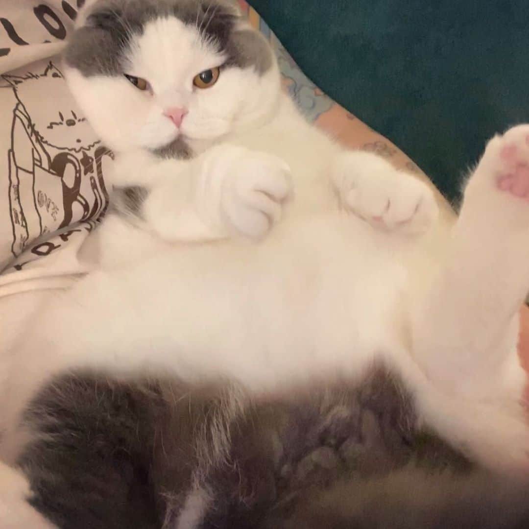 サイモンとマルティナのインスタグラム：「Beginning to think that Dr.Meemersworth is made out of marshmallow liquid 🤔」