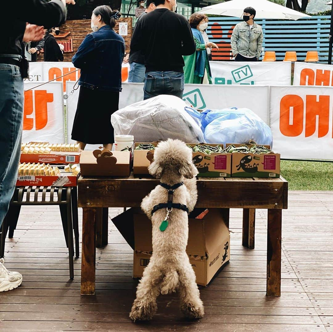 キム・ジュニさんのインスタグラム写真 - (キム・ジュニInstagram)「댕댕런대회에서 당당히 2등! 우리 모카 2등상품이 간식캔이였는데 알러지때문에 아무거나 안먹이는 까탈스런 엄마땜에 간식 한박스를 똥추로 바꾼게 너무 열받아서 하루종이 저기 간식상품있는데서 호시탐탐 노리는중ㅋㅋㅋ  그리구 두번째 사진은 뛰어오르는거 찍혔는데 궁둥이 바가지가 너무 귀여워서🐶  #junielovesmongandmoca  #몽오모카」10月3日 17時24分 - evajunie