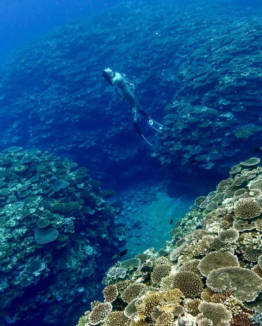 福田朋夏さんのインスタグラム写真 - (福田朋夏Instagram)「11/21（土）11/22（日）石垣島、竹富島素潜り、フリーダイビング体験ツアーが決定しました✨ 石垣島の海は珊瑚が生き生きしていて、海にいると凄く元気になります。 色々な海の生物にも会えますよ😊 そして2日目は竹富島へ渡って竹富島の海やビーチを堪能して、島を一緒に観光しましょう。白い砂がひかれている島の景色は最高です😌🌺島の人達も優しくて大好きな島✨ ぜひ、一緒にいきましょう〜🌺 お申し込み、お問い合わせはこちらまでお願い致します。 ↓ okinawa@truenorth.jp 047-304-8915 @freediving_okinawa」10月3日 17時24分 - tomoka_fukuda