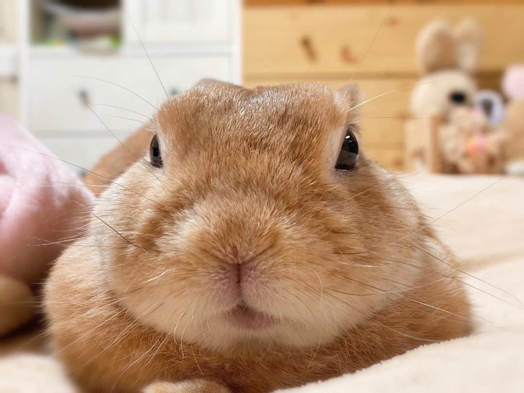 ラン?さんのインスタグラム写真 - (ラン?Instagram)「なでろ(・ω・)  寝っ転がっている私の顔の横にきて、視線を送る🐰 ☆ 横向いたら、これは最高の景色だけどね😘💕💕  #うさぎ #ネザーランドドワーフ #rabbit #bunny #bunnystagram  #rabbitstagram  #cute  #かわいい #ふわもこ部  #もふもふ  #zip写真部  #アニマル写真部 #instagramjapan #netherlanddwarf #うさぎと暮らす  #うさぎのいる暮らし #癒し #kawaii #ランちゃん  2020.10.03」10月3日 17時12分 - mofumofuusako