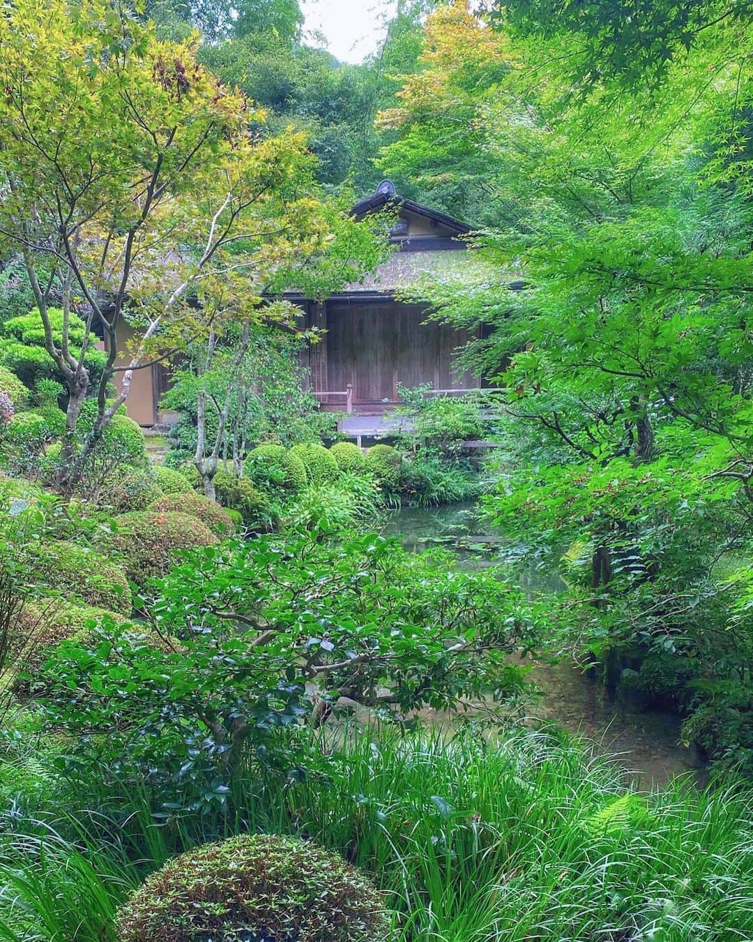 hama_aki_pppさんのインスタグラム写真 - (hama_aki_pppInstagram)「京都府#寂光院　(スライドして下さい) Location Kyoto Japan (Swipe)   2020年9月27日　 最後のページは、その前のページの屋根の苔をマクロで撮りました🌱🌱 　  　  #神社仏閣　 #寺社仏閣　 #美しい日本　 #日本庭園  #ダレカニミセタイケシキ  #そうだ京都行こう　 #こころから  #苔  #苔寺  #日本ツアーズ　 #mossgarden  #japan_bestpic_  #top_favorite_shots  #loves_united_kyoto  #deaf_b_j_  #inspring_shot #beautiful_kansai #worldbestshot  #japanesetemple  #japanesegarden  #loves_garden  #jalan_travel  #otonatabi_japan  #deaf_bestshot_japan」10月3日 17時21分 - hama_aki_ppp
