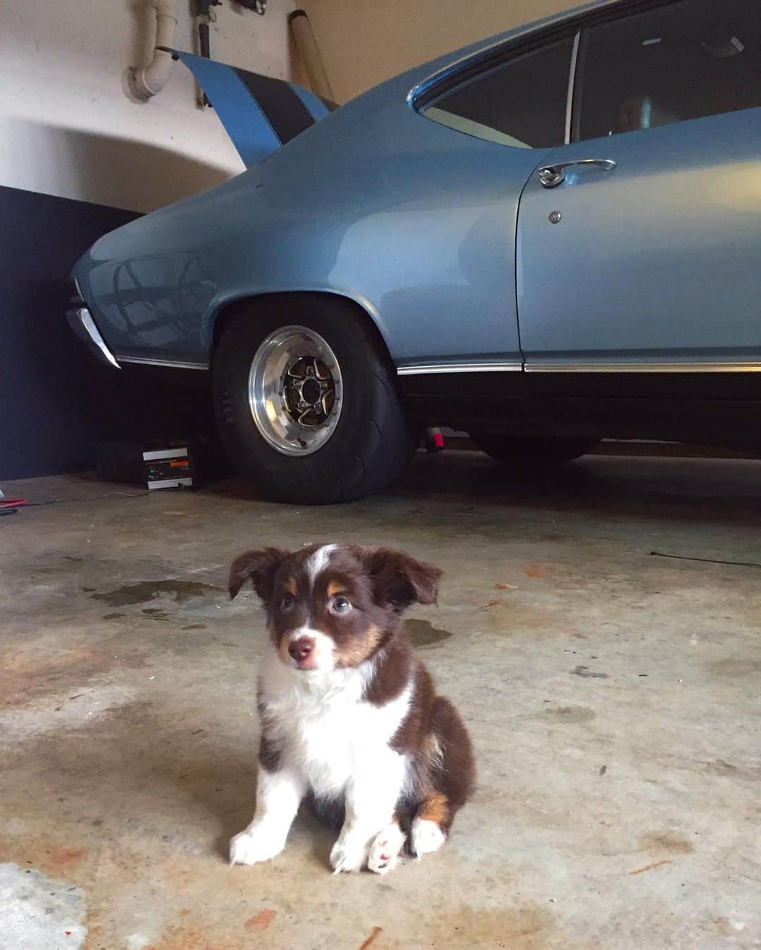 ブルック・バトラーのインスタグラム：「Puppie and Muscle Cars? Reminder to love the lil things 🐶」