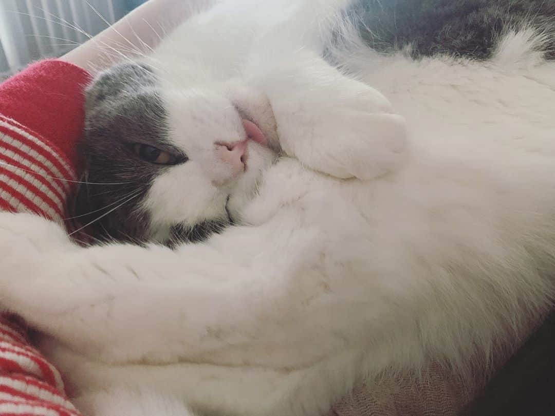 小谷実由さんのインスタグラム写真 - (小谷実由Instagram)「明け方、「なんだかんだいっていつも寝にくるんだなぁ😌」とほっこりし、どんなかわいい顔だろうかと寝顔を見ようと眼鏡をかけてみたら、、起きてるじゃないか。(しらすあるある)」10月3日 8時45分 - omiyuno