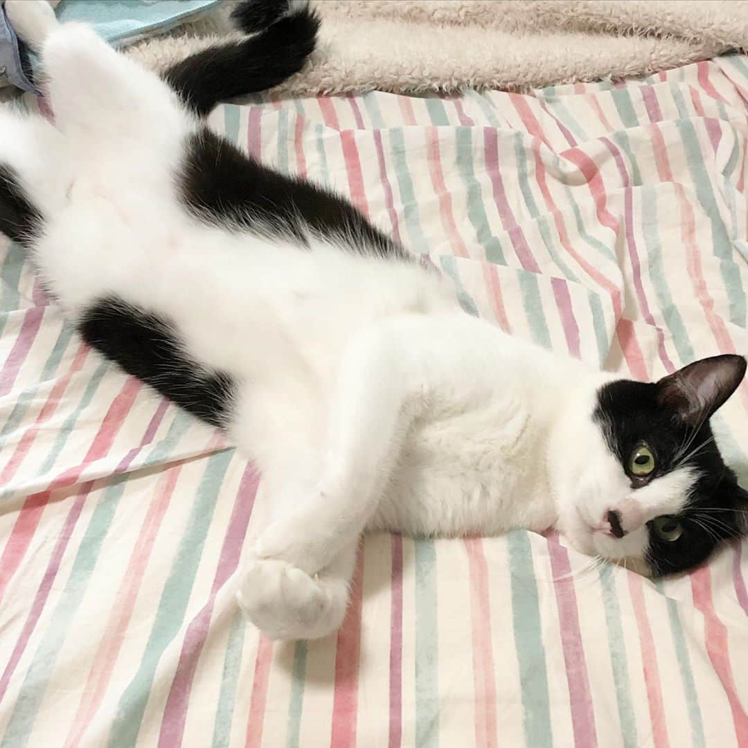 ぽんずのインスタグラム：「朝から誘ってくる  #ねこ#猫#cat#猫好き#親バカ#はちわれ#ハチワレ#はちわれ猫#ハチワレ猫#白黒猫部#にゃんすたぐらむ#ilovecat#猫大好き#うちの猫自慢#白黒猫 #我が家のぽんずくん #ちゅーちゅー妖怪」